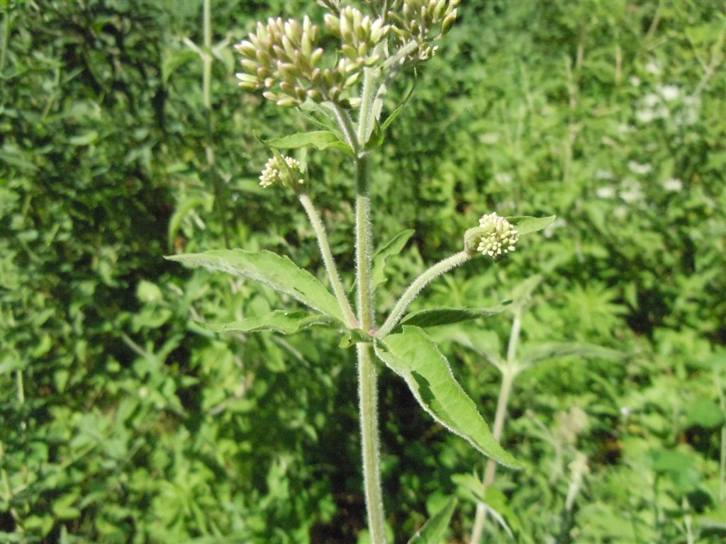 Eupatorium cannabinum